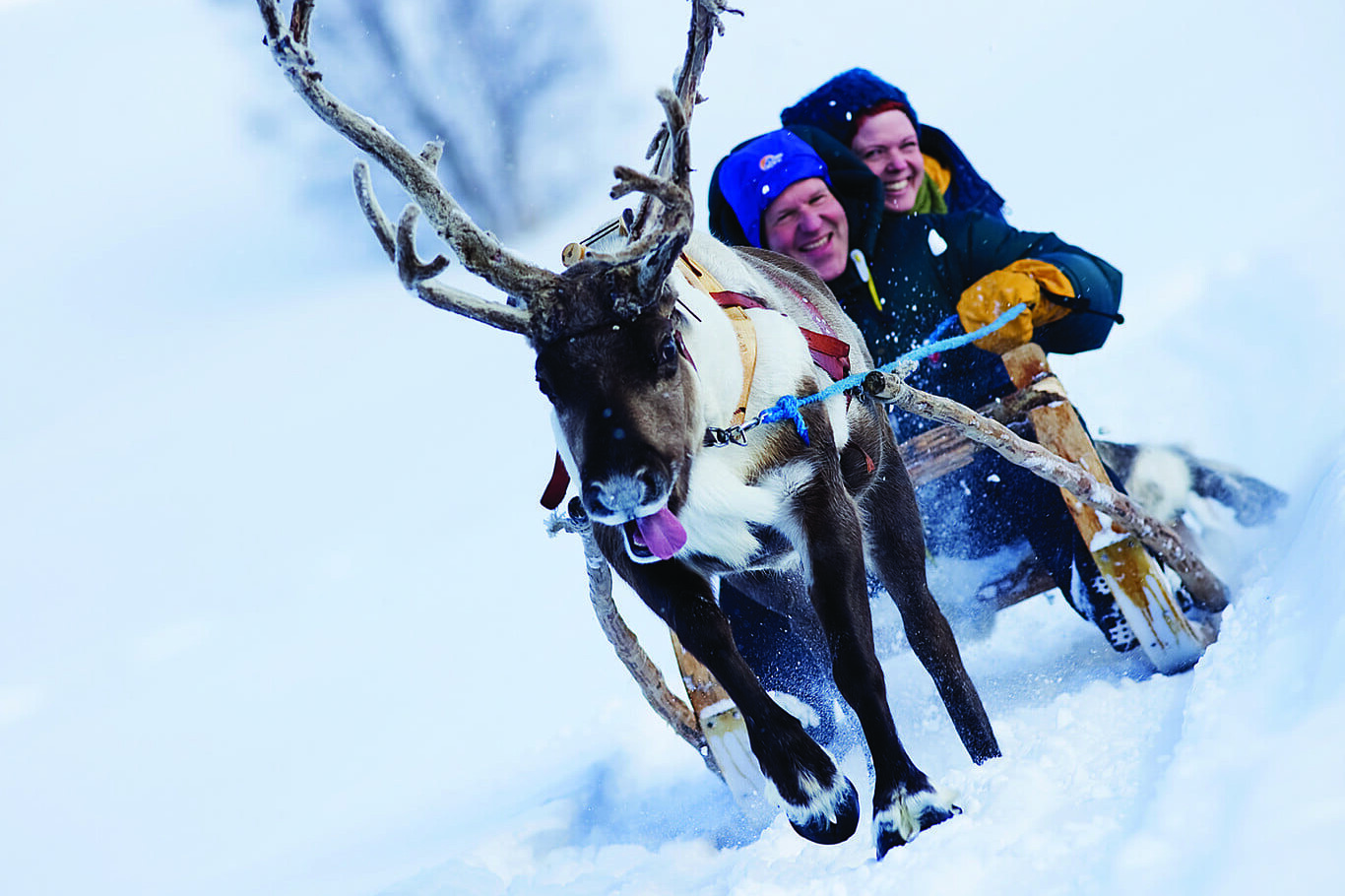 Reinsdyrkjøring. Foto: Rørosrein